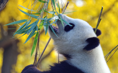 Taizhou: Zoo w Chinach przebrało zwierzęta za pandy