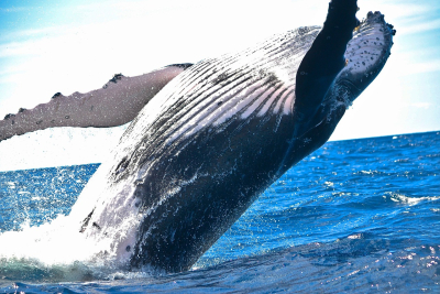 Nowa Zelandia: Król Maorysów apeluje o przyznanie wielorybom praw ludzkich