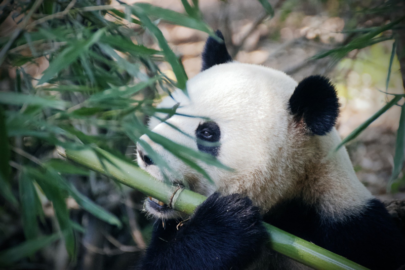 Panda Ying Ying urodziła bliźniaki