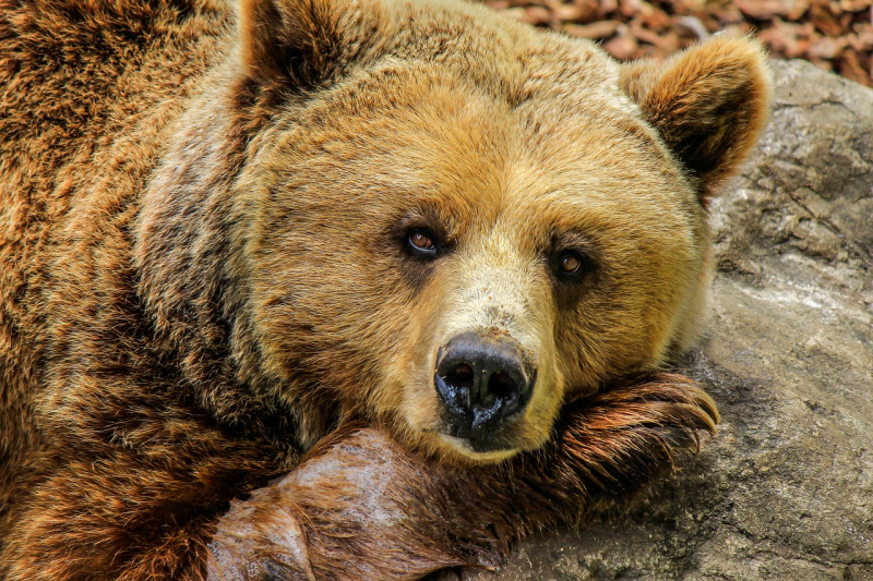 atak niedźwiedzia w Kanadzie