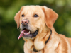 USA: Masowe zachorowania psów na niebezpieczną chorobę