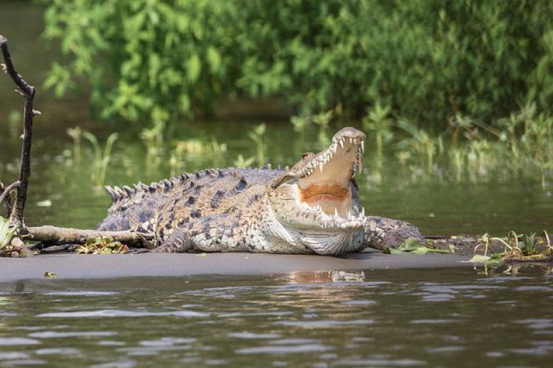 Krokodyl zjadÅ rybaka - Indonezja