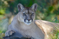 California: Atak lwa górskiego w Georgetown