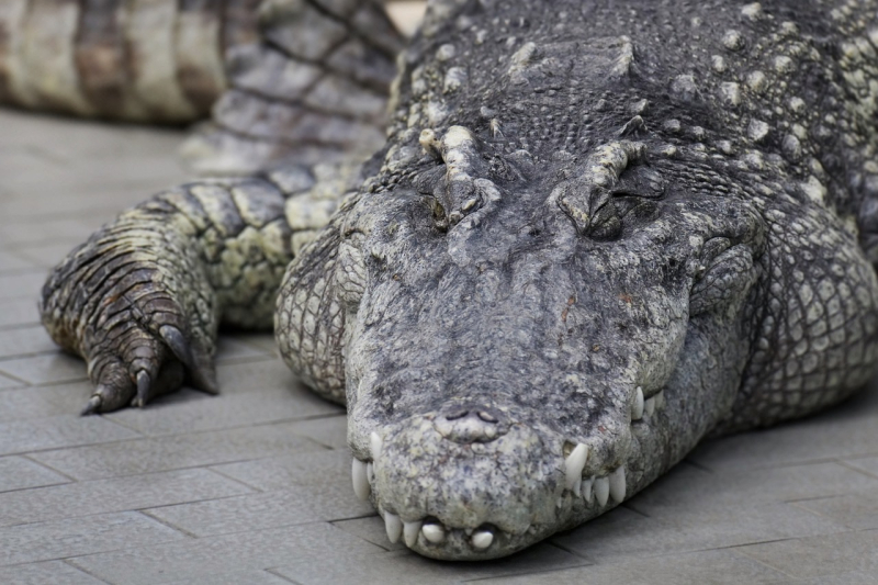 Krokodyle w Sosnowcu