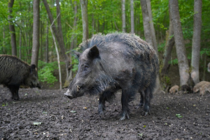 Atak dzika na człowieka w Maślicach