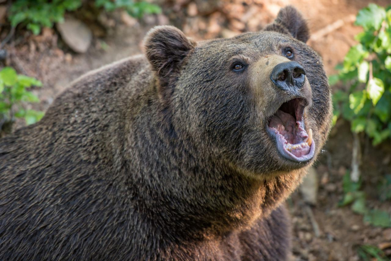 Niedźwiedź zaatakował turystę w Tatrach