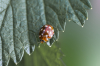 Australia: Odkrycie chrząszcza Lucida Luminosa