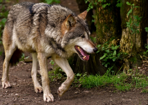 Lututów: Atak wilków w Åódzkim. Przypadki ataków wilka na ludzi i zwierzÄta - filmy