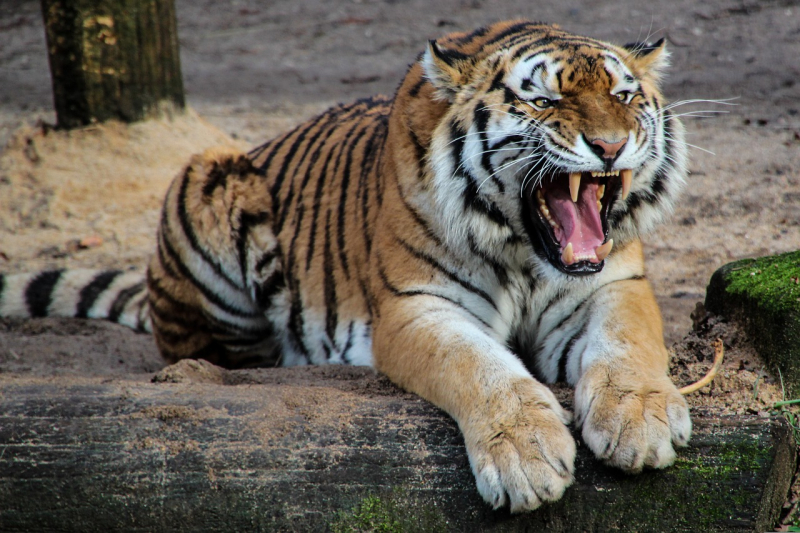 Tygrys-ludojad w Indiach