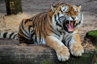 Indie: Tygrys-ludojad nie Å¼yje! Przed ÅmierciÄ pozbawiÅ Å¼ycia nawet 9 osób!