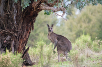 Redmond: Australijczyk zabity przez kangura
