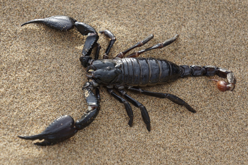 ukąszenia skorpionów w Brazylii