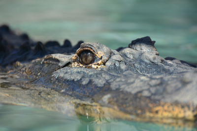 St Helen's Beach krokodyl na łodzi