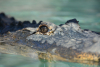 Australia, St Helen's Beach: Krokodyl wskoczyÅ rybakowi na ÅÃ³dÅº