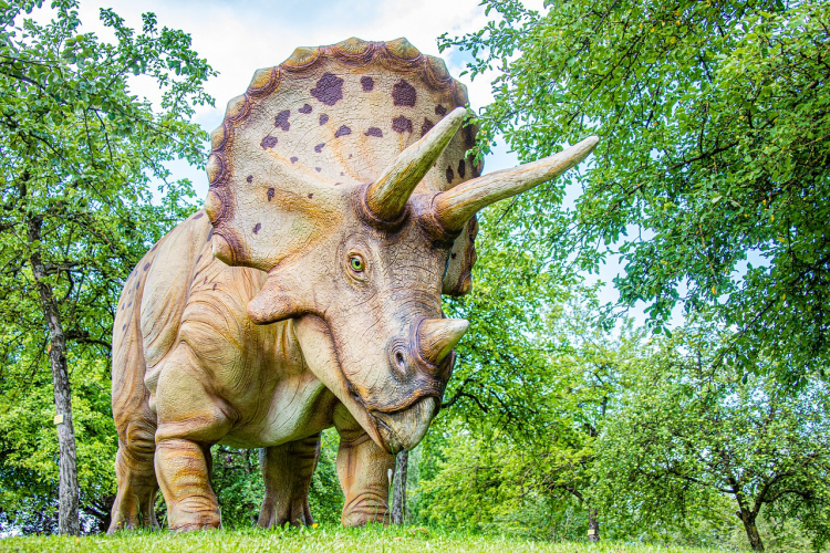 Triceratops Horridus w Melbourne