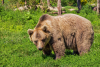 USA, Barkhamsted: Niedźwiedź włamał się do domu i ukradł lasagne!