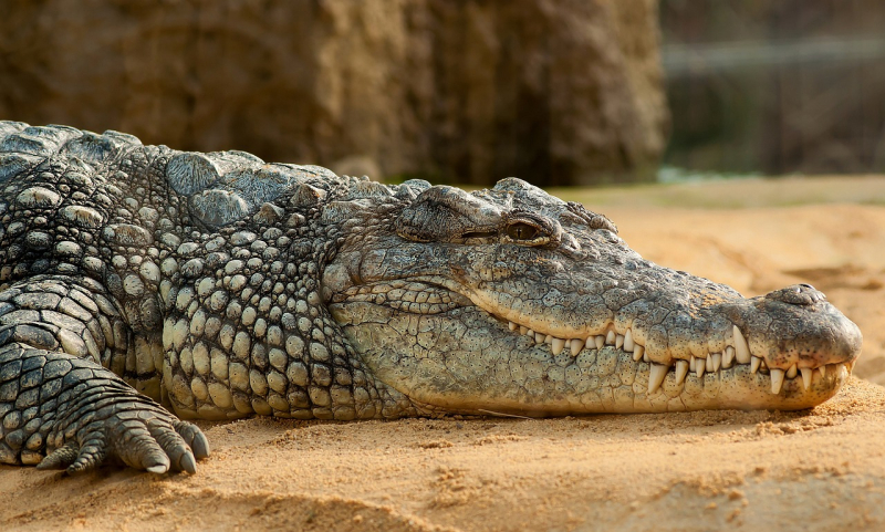 Australia nurek zaatakowany przez krokodyla