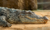 Australia: Nurek zaatakowany przez krokodyla!