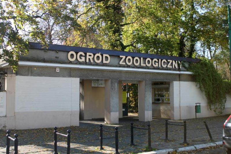 oskarżenia wobec dyrektorki zoo w Poznaniu